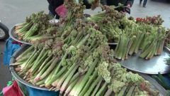 Işkın Otu Faydaları Nelerdir?