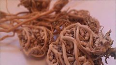 Meryem Ana Otu Faydaları Nelerdir, Kullanımı, Nerede yetişir