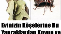Evinize Bu Yapraklardan Koyun ve Hamam Böceklerinden Kurtulun