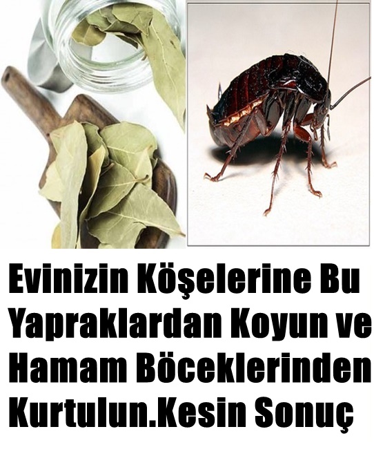 Evinize Bu Yapraklardan Koyun ve Hamam Böceklerinden Kurtulun