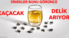 Sineklerden Kurtulmanın Etkili Doğal Yolları