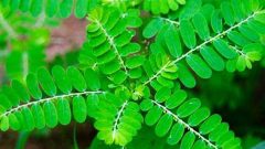 Böbrek ve Safra Taşlarından Bu Bitki İle Kurtulun (Kesin Çözüm)