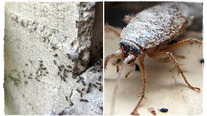 Karıncalardan-Böceklerden Kurtaran Bu Malzemeyi Evinizden Eksik Etmeyin