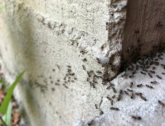 Karıncalardan-Böceklerden Kurtaran Bu Malzemeyi Evinizden Eksik Etmeyin