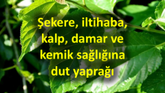 Şekere iltihaba kalp damar ve kemik sağlığına dut yaprağı