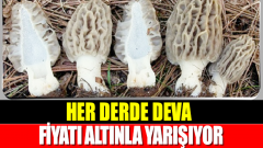 Bir Tanesi Bir Kilo Et Değerinde Altınla Yarışıyor