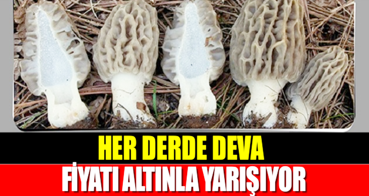 Bir Tanesi Bir Kilo Et Değerinde Altınla Yarışıyor