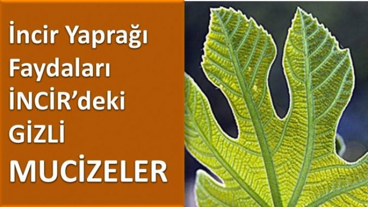 İncir Yaprağı Faydaları – İNCİR’deki GİZLİ MUCİZELER