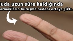 Suda bekleyen parmaklar neden buruşur