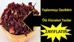 Yaşlanmayı Geciktiriyor Ölü Hücreleri Yeniliyor