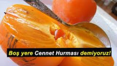 Boş Yere Cennet Hurması Demiyoruz