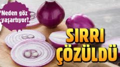 Soğanın neden göz yaşarttığı sırrı ortaya çıktı