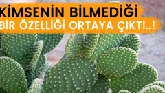 Uykusuzluğa İyi Gelen Çiçekler