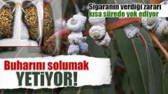 Bu mucizevi besinler akciğeri temizliyor