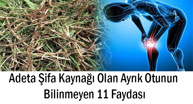 Adeta Şifa Kaynağı Olan Ayrık Otunun Bilinmeyen 11 Faydası