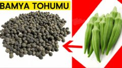Dizlerdeki Sıvı Kaybına Bamya Tohumu