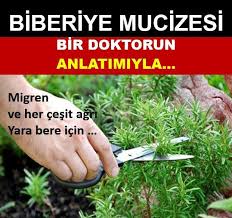 Biberiye Mucizesine İnanın. Yaşanmış Gerçek Tavsiyeler