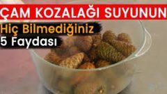 Çam Kozalağı Suyunun Hiç Bilmediğiniz 5 Faydası