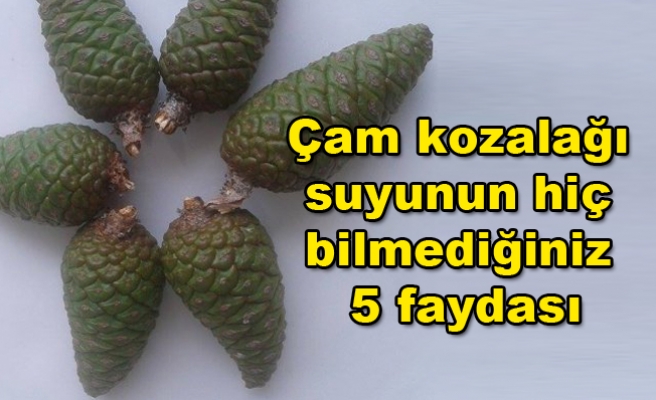 Çam Kozalağı Suyunun Hiç Bilmediğiniz 5 Faydası