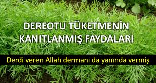 Dereotu Tüketmenin Kanıtlanmış Faydaları