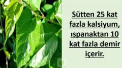 Mucizenin Adı Dut Yaprağı