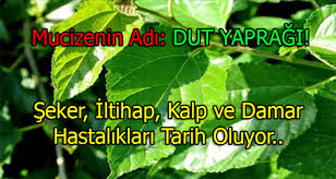 Mucizenin Adı Dut Yaprağı