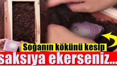 Saksıda Tohumsuz Sebze Nasıl Yetişir?