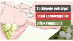 Doğal Kemoterapi Etkisi Yapan Şifa Kaynağı Bitki