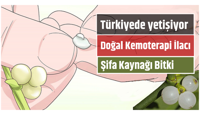 Doğal Kemoterapi Etkisi Yapan Şifa Kaynağı Bitki