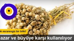 Çok Esrarengiz Bitki. Nazar ve Büyü ye Karşı Kullanılıyor.
