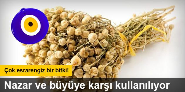 Çok Esrarengiz Bitki. Nazar ve Büyü ye Karşı Kullanılıyor.