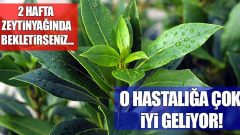 Varis, Eklem Ağrıları ve Baş Ağrısı için Defne Yaprağı İle Bu Kürü Hazırladı! Sonuç Mükemmel.