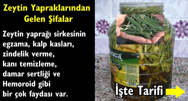 Zeytin Yapraklarından gelen Şifalar Bu mucize sirke tarifi