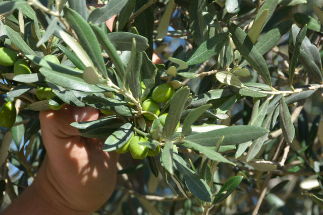 Zeytin Yapraklarından gelen Şifalar Bu mucize sirke tarifi