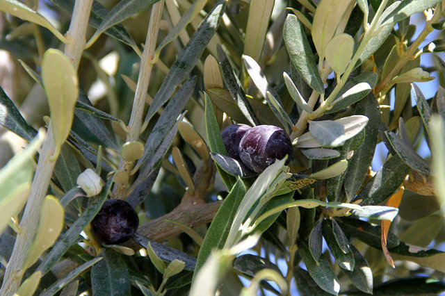 Zeytin Yapraklarından gelen Şifalar Bu mucize sirke tarifi