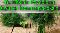 Bir Bitkinin İnanılmaz Faydaları