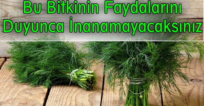 Bir Bitkinin İnanılmaz Faydaları