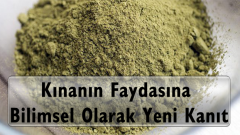 Kınanın Faydasına Bilimsel Olarak Yeni Kanıt