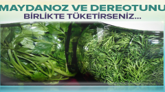 Maydanoz ve dereotunu mutlaka birlikte yemelisiniz çünkü…